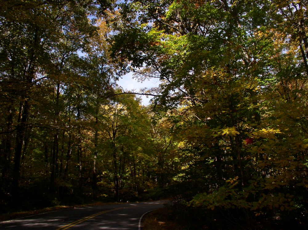 trees in bear mountain